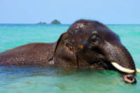 Elephant swims in water using its trunk